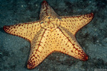 Oreaster