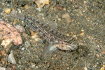 Coryphopterus