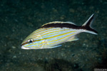 Haemulinae