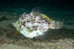 Stephanolepis