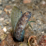 Emblemaria