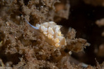 Favorinus