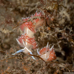 Coryphella