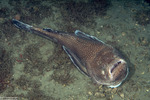 Uranoscopidae
