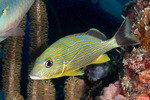 Eupercaria