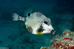 Tetraodontiformes