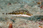 Tetraodontiformes