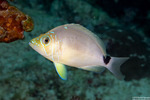 Serraninae