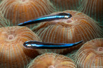 Elacatinus