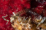 Blenniiformes