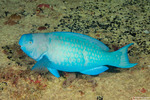 Scaridae