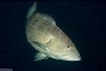 Perciformes