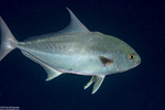 Seriola
