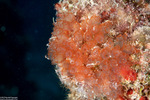 Clavelinidae