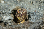 Opistognathidae