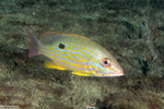 Lutjanidae