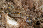 Aglajidae