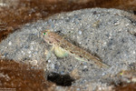 Ctenogobius