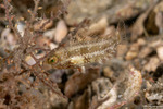 Cryptotomus