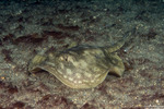 Neoselachii