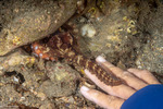 Macrotritopus