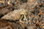 Diogenidae