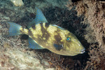 Tetraodontiformes