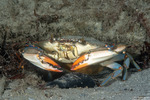 Portuninae