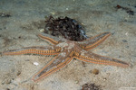 Paxillosida
