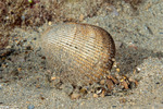 Bivalves