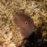 Pleurobranchidae