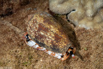 Caenogastropoda