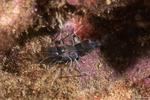 Shrimps