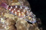 Centrarchiformes