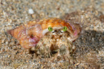 Hermit Crabs