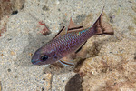 Cardinalfishes