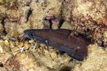 Ophidiidae