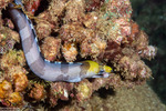 Muraenidae