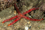 Sea Stars