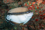 Actinopterygii