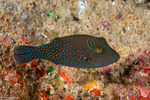 Tetraodontiformes