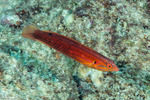Wrasses