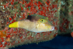 Tetraodontiformes