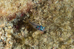 Apogoninae