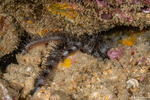Brittle Stars