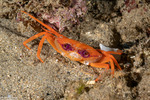Crabs