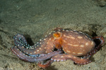 Octopuses