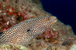 Anguilliformes