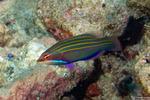 Pseudocheilinus