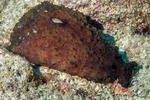 Sea Slugs